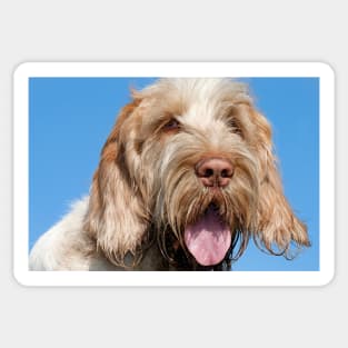 Blue Sky Spinone Sticker